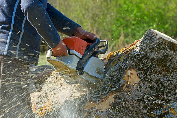 How Our Tree Care Process Works  in  Roundup, MT